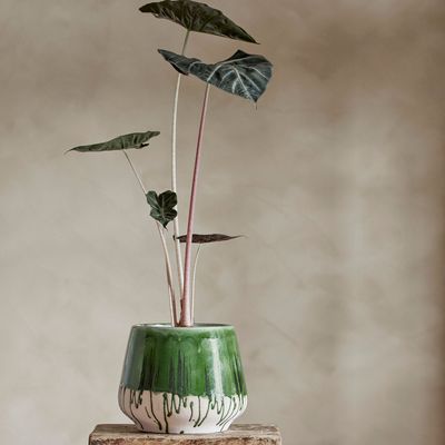 Flower pots - Moez Flowerpot, Green, Stoneware  - BLOOMINGVILLE MULTIBRAND HOUSE