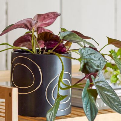 Pots de fleurs - Troy Pot de fleurs, Noir, Grès  - BLOOMINGVILLE MULTIBRAND HOUSE