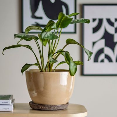 Pots de fleurs - Ritva Pot de fleurs, Marron, Grès  - BLOOMINGVILLE MULTIBRAND HOUSE