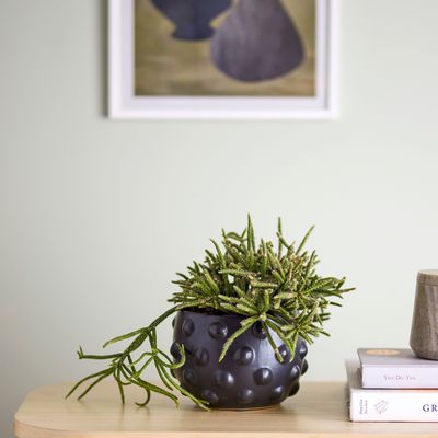 Pots de fleurs - Parvin Pot de fleurs déco, Noir, Terre cuite  - BLOOMINGVILLE MULTIBRAND HOUSE