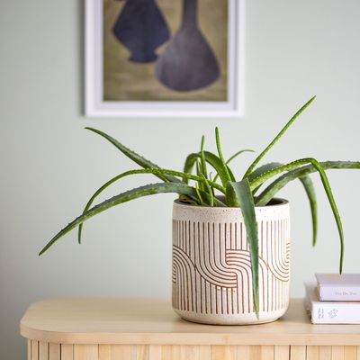 Pots de fleurs - Cenzia Pot de fleurs déco, Blanc, Terre cuite  - BLOOMINGVILLE MULTIBRAND HOUSE