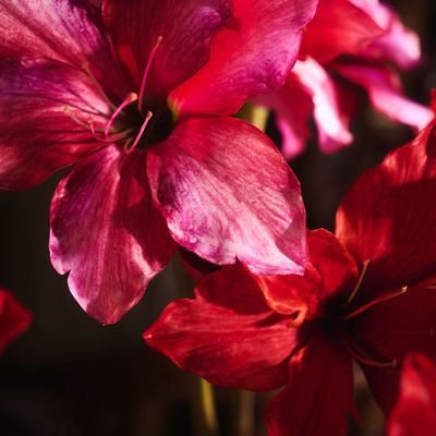 Floral decoration - Artificial Amaryllis - SILK-KA