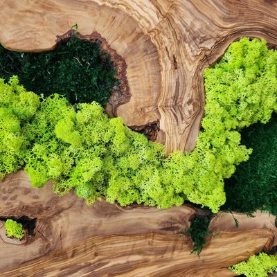 Other wall decoration - "Custom Made Moss and Olive Wood Wall Art: Rectangular Premium Handcrafted Sculptures" 100CMX50CM - ARTDESIGNA