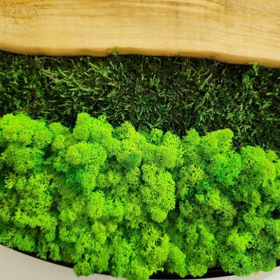 Other wall decoration - "Custom Made Moss and Olive Wood Wall Clock: Premium Handcrafted Sculptures" 80CM - ARTDESIGNA