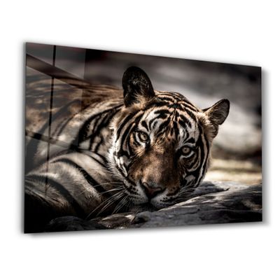 Other wall decoration - Tired Tiger | Glass Wall Art - ARTDESIGNA