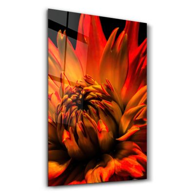 Other wall decoration - Orange Daisy | Glass Wall Art - ARTDESIGNA