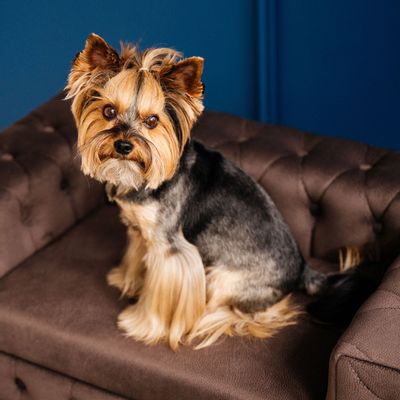 Pet accessories - ROYAL Luxury Dog Sofa Bed - PET EMPIRE