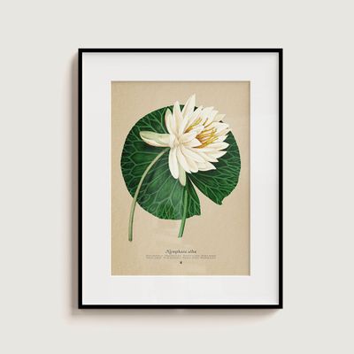 Floral decoration - Nymphaea alba - PLEGO