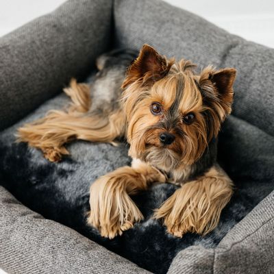 Pet accessories - NOBLE DOG BED - PET EMPIRE