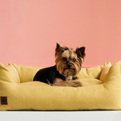 Pet accessories - Noble - PET EMPIRE