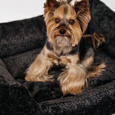 Beds - AMORE DOG BED - PET EMPIRE