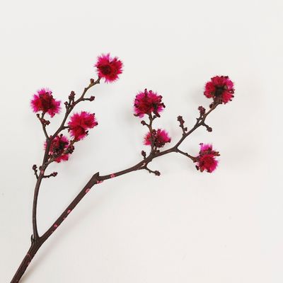 Home fragrances - Preserved flower_Stirlingia - NATURE N