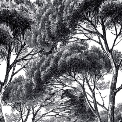 Papiers peints - Papier peint panoramique Pins et cyprès noir et blanc - ANANBÔ WALL MURAL