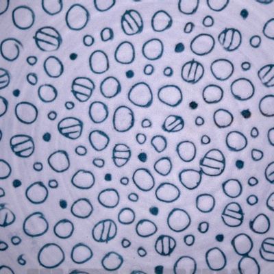 Assiettes au quotidien - Cerchiolini - LOU ARTECERAMICA