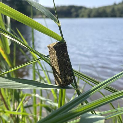 Scents - Natural incense - THE HARE - TOTEM NATURE