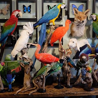 Unique pieces - Bird Taxidermy - DMW.NU: TAXIDERMY & INTERIOR