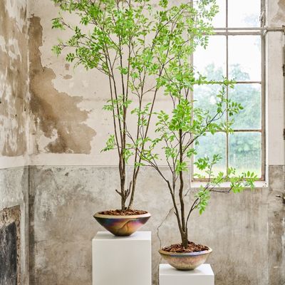 Floral decoration - Artificial trees and plants - The Green Signature Collection - SILK-KA BV