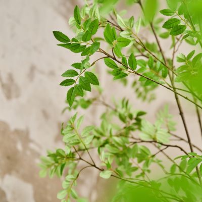 Décorations florales - Arbres et plantes artificiels - The Green Signature Collection - SILK-KA BV