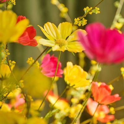 Floral decoration - Artificial Cosmos flowers - SILK-KA BV