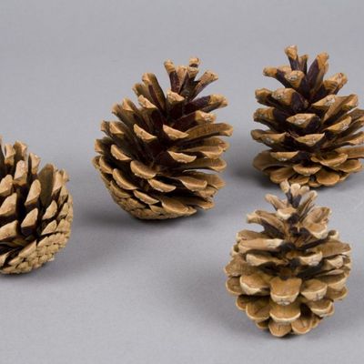 Decorative objects - 1kg natural pine cone package - LE COMPTOIR.COM