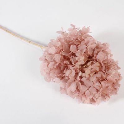 Decorative objects - Preserved hydrangea old pink H67cm - LE COMPTOIR.COM