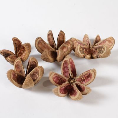 Floral decoration - Natural dried kartoos flowers - LE COMPTOIR.COM