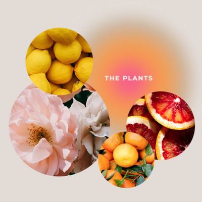 Cosmétiques - Huile de soin et de massage THE PLANTS Bonheur & joie de vivre 200 ml - GIVING LOVE TO