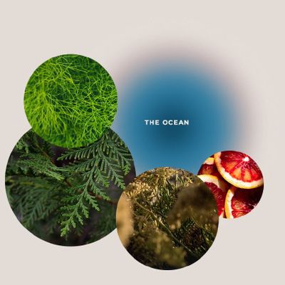 Beauty products - Care and Massage Oil THE OCEANS Clear Spirit & Vitality 100 ml - GIVING LOVE TO