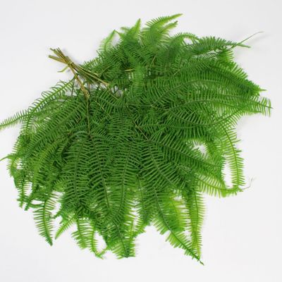 Floral decoration - Green stabilized felci fern - LE COMPTOIR.COM