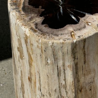 Other tables - Large side table in petrified wood white bark black heart H:47 D:23-5 - OFFICE OBJETS