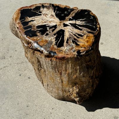 Other tables - Large side table in multi-colored rainbow petrified wood with bark D:32-40 H:40 - OFFICE OBJETS