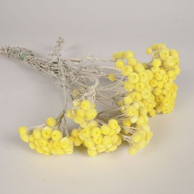 Floral decoration - Immortal yellow dried var - LE COMPTOIR.COM