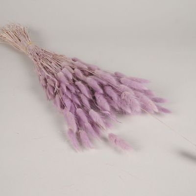 Floral decoration - Lagurus dried parma H63cm - LE COMPTOIR.COM