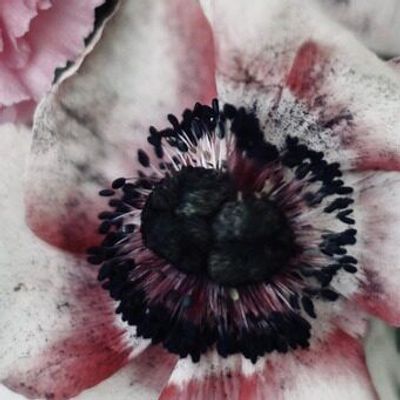 Photos d'art - Photo d'art - Les Bouquets n°8 - JOLI JOUR PARIS