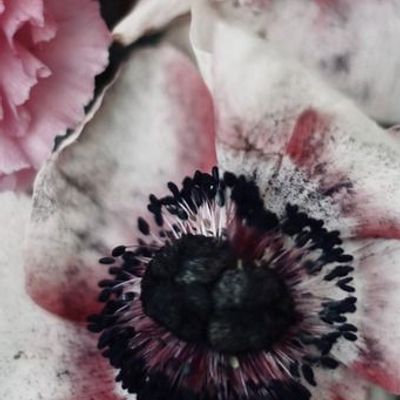 Art photos - Fine art photography - Les Bouquets n°8 - JOLI JOUR PARIS