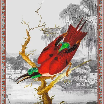 Affiches - Illustration Cardinal - PARADISIO IMAGINARIUM