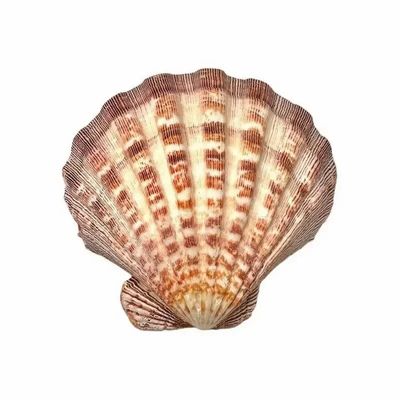 Scents - Scallop shell incense holder Lion's Paw 12-16cm - ARABESK