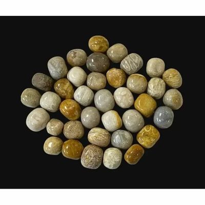 Bijoux - Corail Fossile A pierres roulées 250g - ARABESK