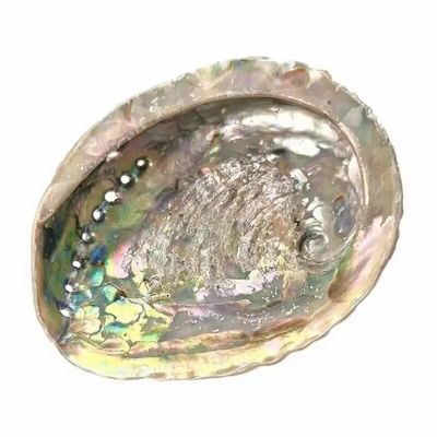 Scents - South Africa shell 15-16cm - ARABESK