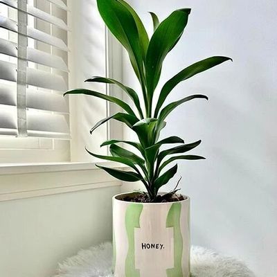 Vases - Pot honey - AND NOOK