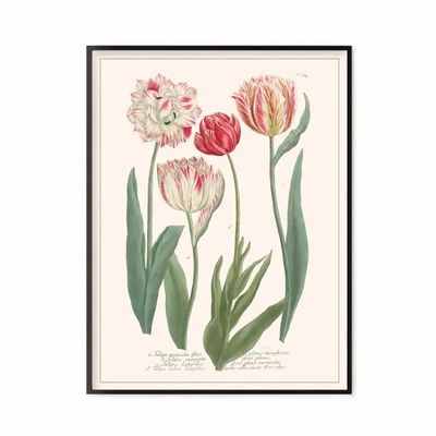 Affiches - Planche Fleur Tulipes - LES JOLIES PLANCHES