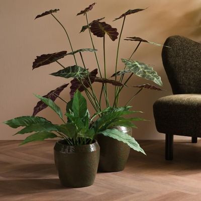 Floral decoration - ALOCASIA LONGILOBA POT - LOU DE CASTELLANE