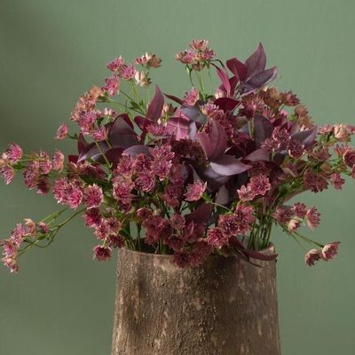 Floral decoration - ASTRANTIA MAJOR - LOU DE CASTELLANE
