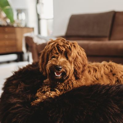 Beds - Oval Natural Sheepskin Pet Bed - Chocolate Brown - MELLOW CONCEPT STORE