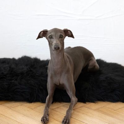 Beds - Square or Rectangular Natural Sheepskin Pet Mat - Black - MELLOW CONCEPT STORE