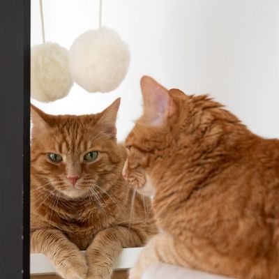 Decorative objects - Natural Sheepskin Cat Toy: Ball - MELLOW CONCEPT STORE