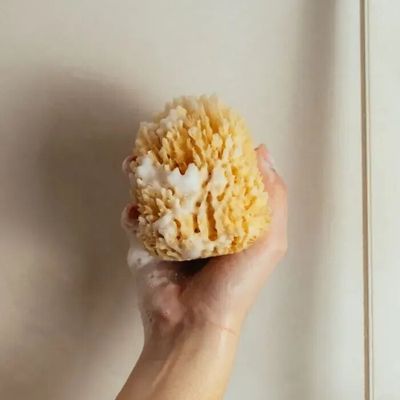 Beauty products - Sea sponge - NOUS LE SAVONS