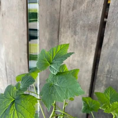 Floral decoration - Green-white glass stake for pots 40 cm - CARNEOL GLASS