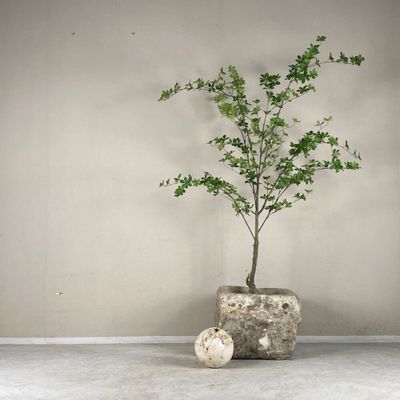 Ornaments - Limestone Basins - THE SILK ROAD COLLECTION