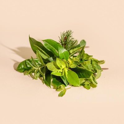 Scent diffusers - Mint leaf scented stick diffuser 100ml - TANDEM FRAGRANCES